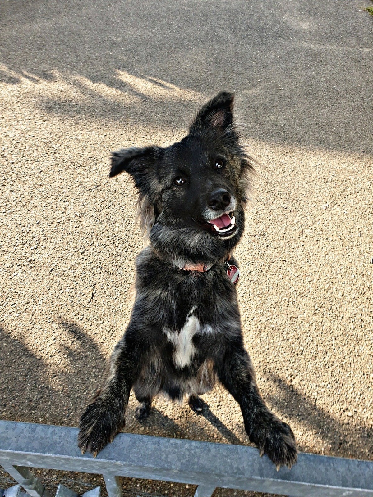 cute news animal tier hund dog

https://imgur.com/t/animal/LECRZu8