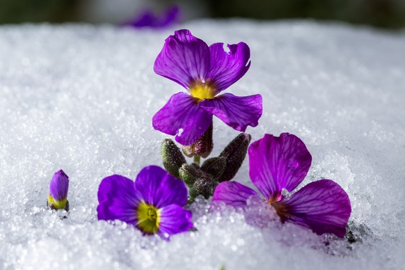 Neuschnee, Malix, Ostersamstag