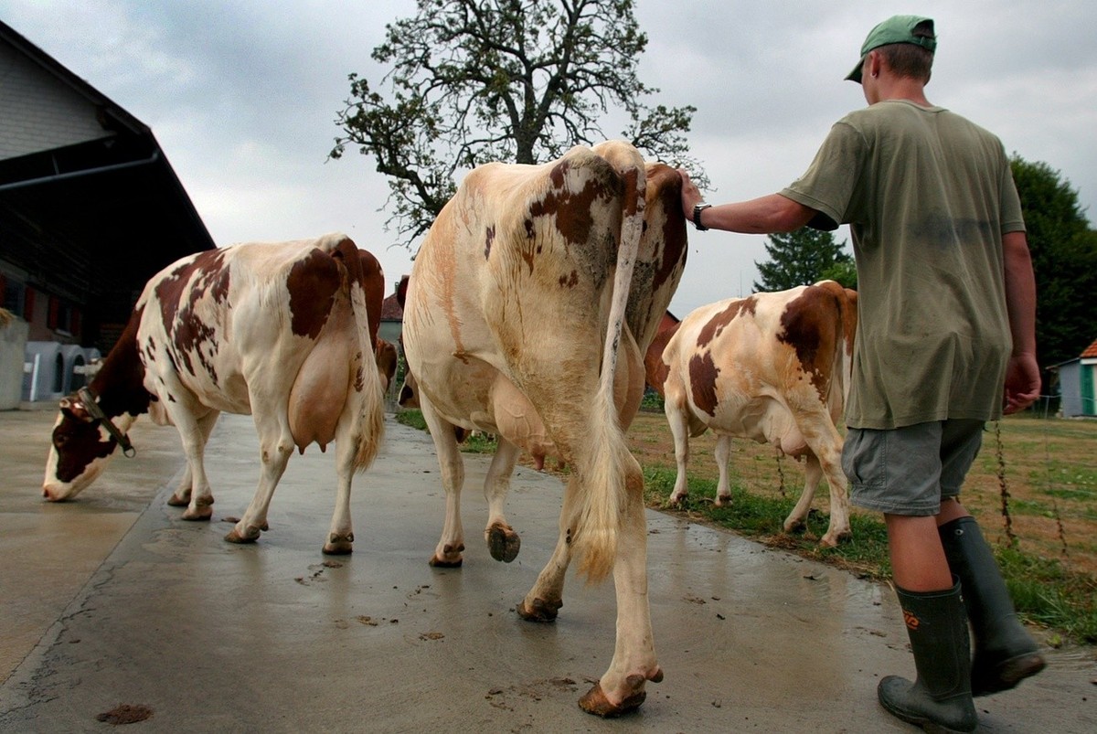 L'apprentis du domaine de la famille Pellaux ramene les vache a la ferme, ce vendredi 15 aout 2003 a Pomy, dans le Nord Vaudois. Deja accables par la secheresse, les paysans suisses ne veulent pa ...