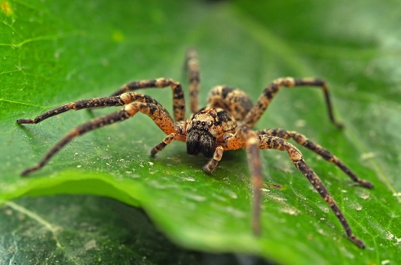 Wolfspinne (wolf spider)