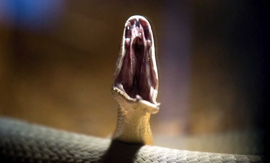 epa00969413 A Black Mamba attacks during a private exhibition in Sofia ,Bulgaria on Wednesday, 28 March 2007. The black mamba (Dendroaspis polylepis) is the largest venomous snake in Africa and the se ...