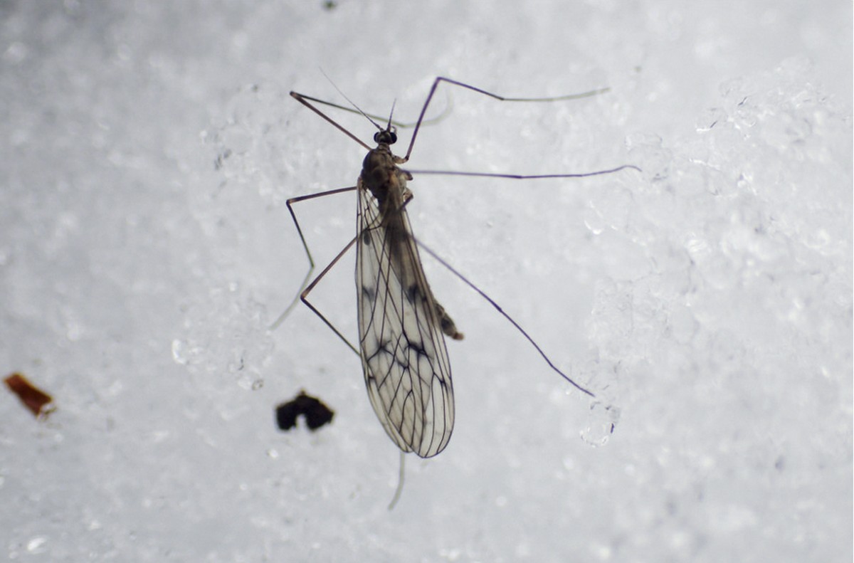 Trichocera maculipennis, mouche de l'antarctique