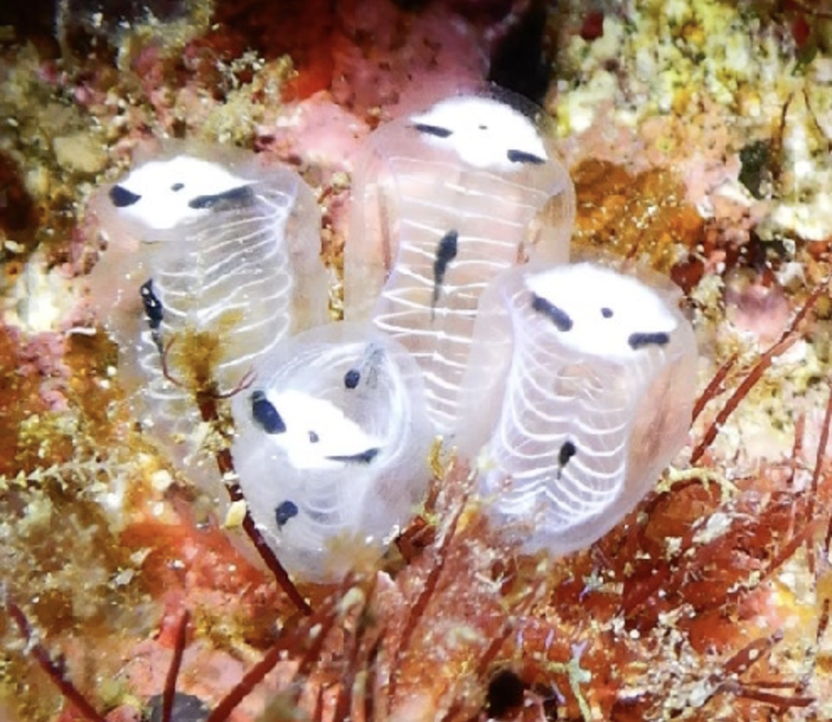 Skelett-Panda-Seescheide

https://en.wikipedia.org/wiki/Skeleton_panda_sea_squirt