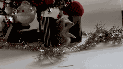 Hier kommen die 23 herzigsten Tierbilder der Woche\nAber bald ist ja schon Weihnachten und dann etwas Ferien.