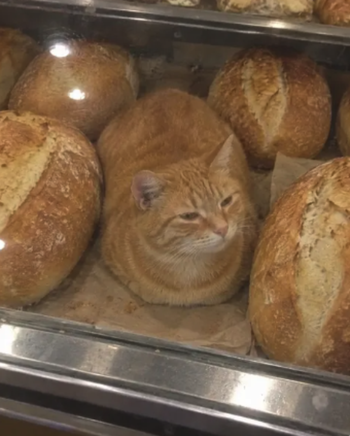 Brot oder Katze

https://www.threads.com/share/BplDt5i_3I/