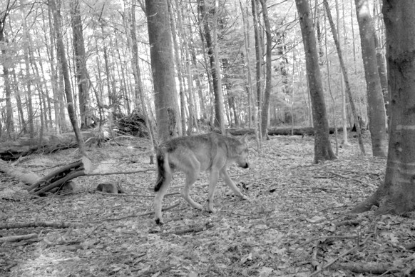 Der Wolf in der Fotofalle vom Zürcher Amt für Landschaft und Natur.&nbsp;