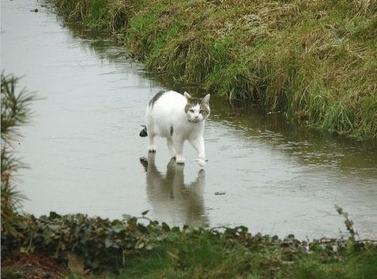Als Jesus auf dem Wasser ging und seine Jünger schon befürchteten, da käme ein Geist daher, sprach er zu ihnen: «Fasst Mut! Ich bin's, fürchtet euch nicht!»