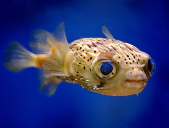 cute news animal tier pufferfisch

https://www.reddit.com/r/Awwducational/comments/uwz0hm/this_cute_little_pufferfish_like_most_pufferfish/