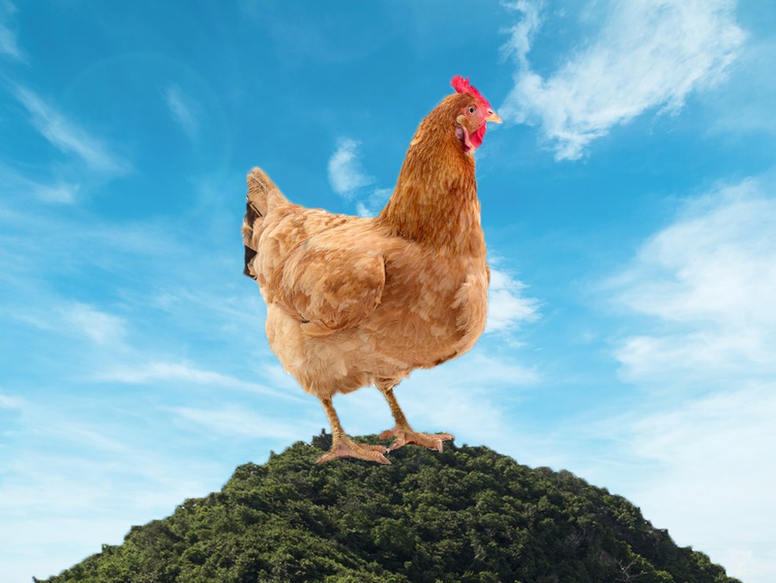 Schlicht, aber nicht minder glamourös: 1 Huhn.
