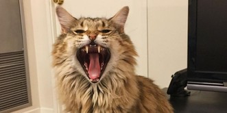 9 Dinge, die eine echte Katze nie im Leben sagen würde