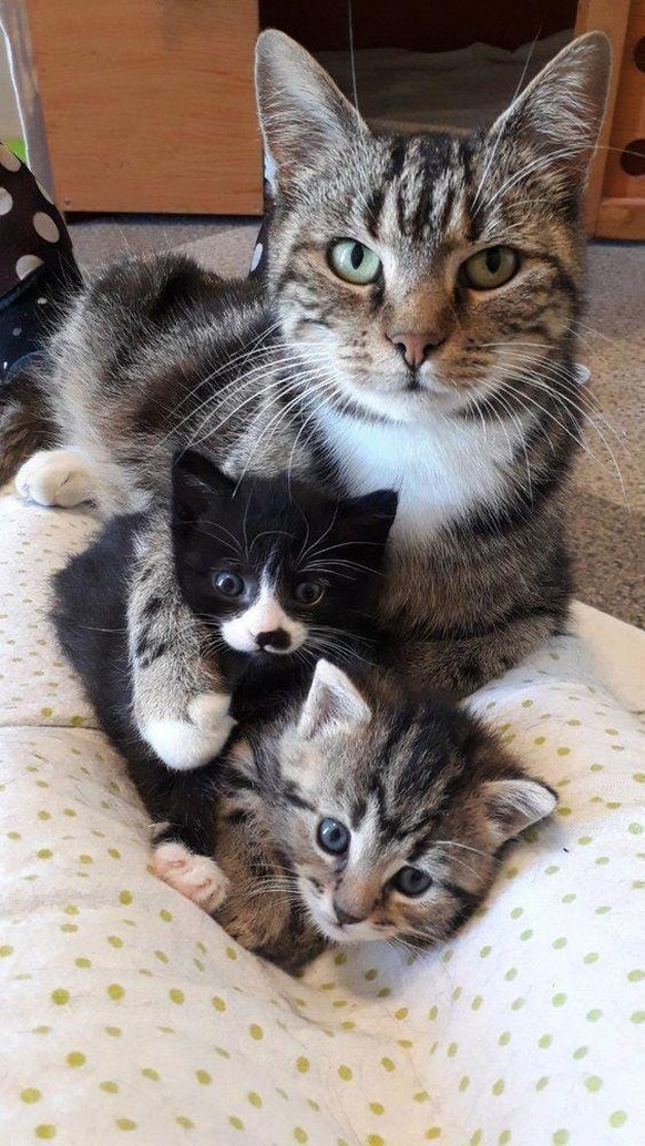 cute news animal tier katze cat

https://imgur.com/t/animals/HuInbWj
