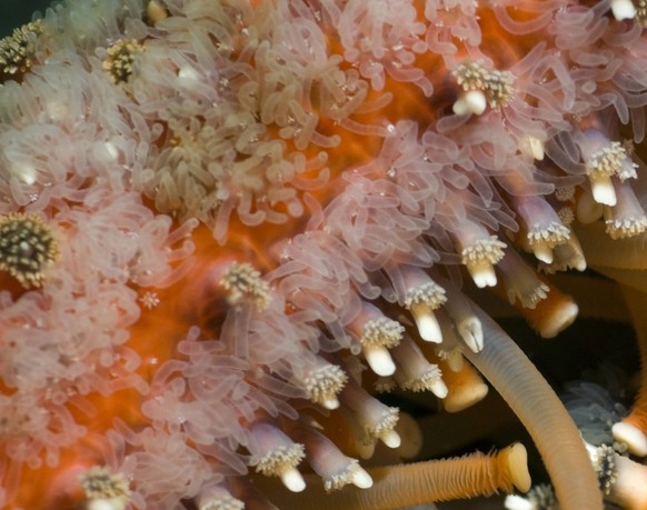 Detail of a sunflower starfish, pycnopodia helianthoides, in the Strait of Georgia, British Columbia, Canada. PUBLICATIONxNOTxINxUSA Copyright: x xAllxCanadaxPhotosx 1990-64023