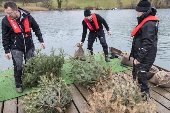 Mühleberg, 21. Februar 2026 - der Fischereiverein Wohlensee versenkt 100 Christbäume im Wohlensee. Das dient den Fischen für wertvolles Laichsubstrat und dient als Unterstand, Foto ©Marco Zanoni/LUNAX