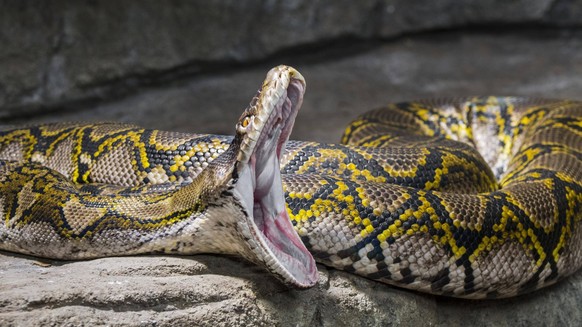 Netzpython Malayopython reticulatus Python reticulatus in Sud und S