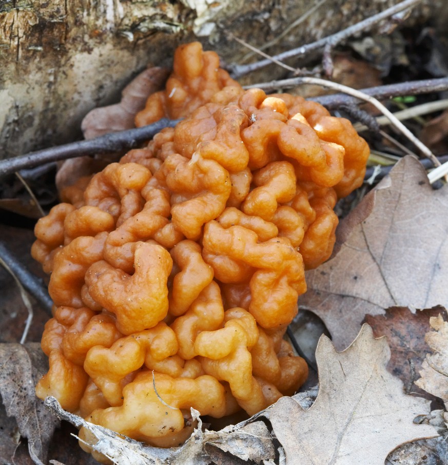 Gyromitra esculenta Frühjahrs-Giftlorchel
pilz funghi essen gift herbst