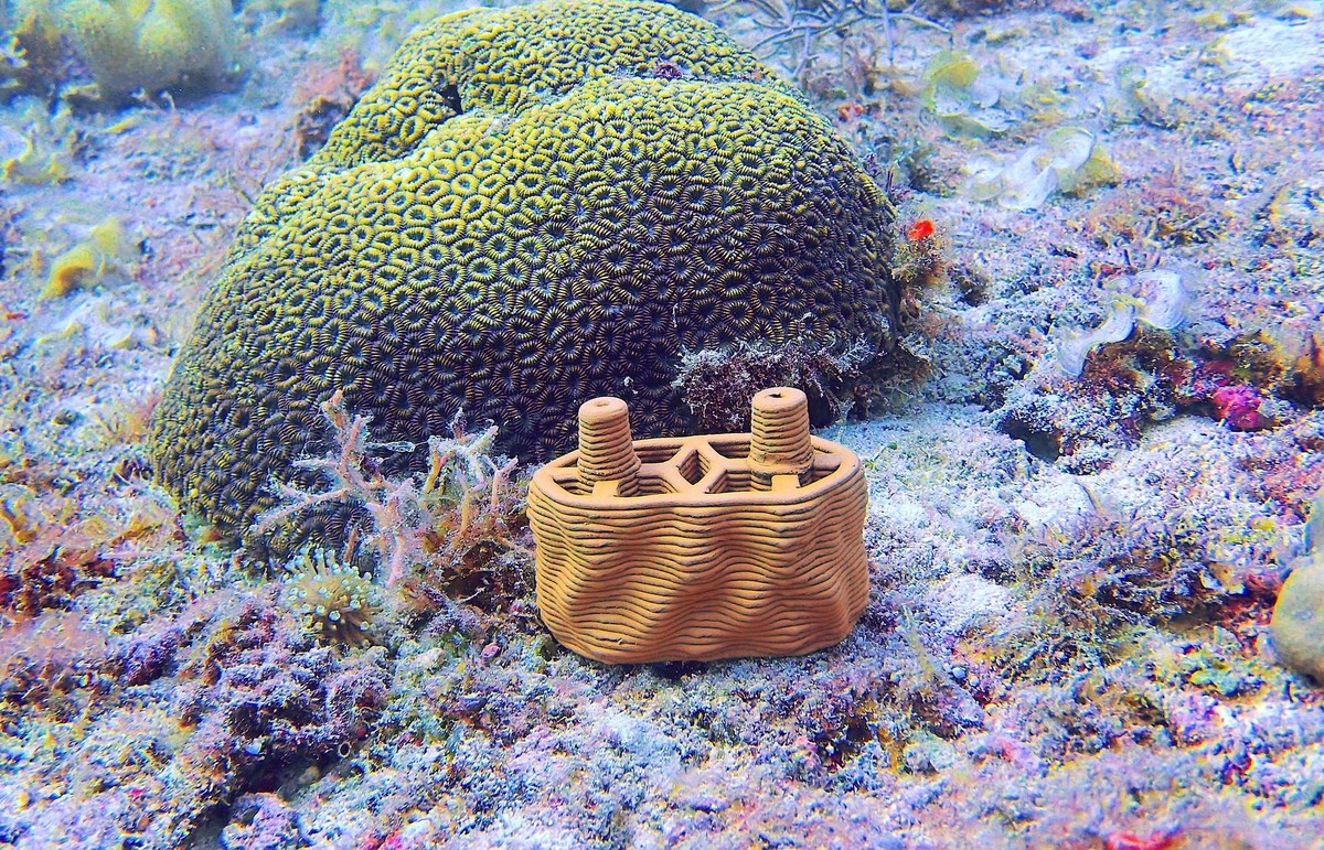 Korallen-Wiederherstellung: Tonziegel-Modul in der Pujada Bay, Philippinen.