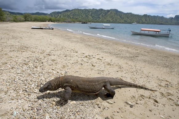 epa07478266 (FILE) - A Komodo dragon strolling along a beach, in The Komodo Island National Park, in East Nusa Tenggara, Indonesia, 02 December 2010 (reissued 01 April 2019). According to media report ...