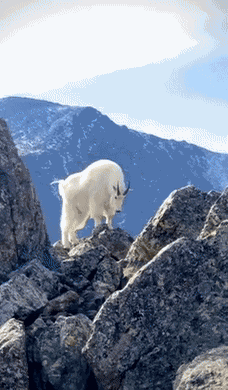 Animiertes GIF