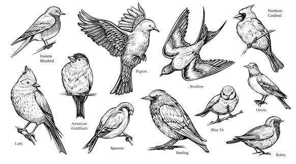 Vektorisierte Illustration von Vogelarten