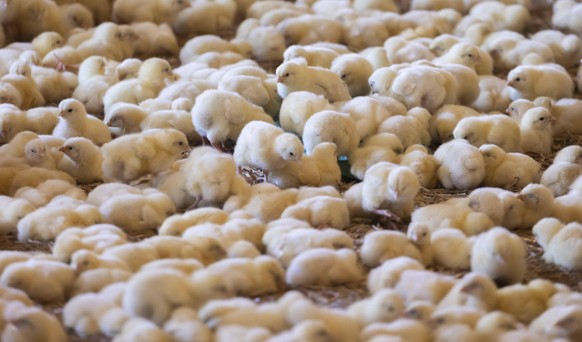 Männliche Küken leben nach dem Schlüpfen auf Legehennen-Farmen nicht lange.