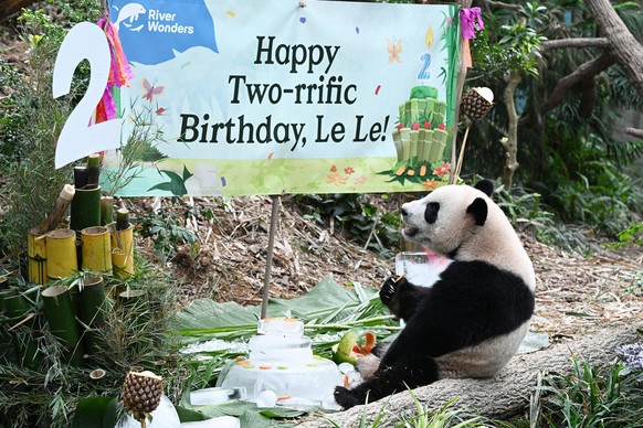 230814 -- SINGAPORE, Aug. 14, 2023 -- Giant Panda Le Le, the first giant panda born in Singapore, enjoys food at its second birthday party held in Singapore s River Wonders, on Aug. 14, 2023. Photo by ...