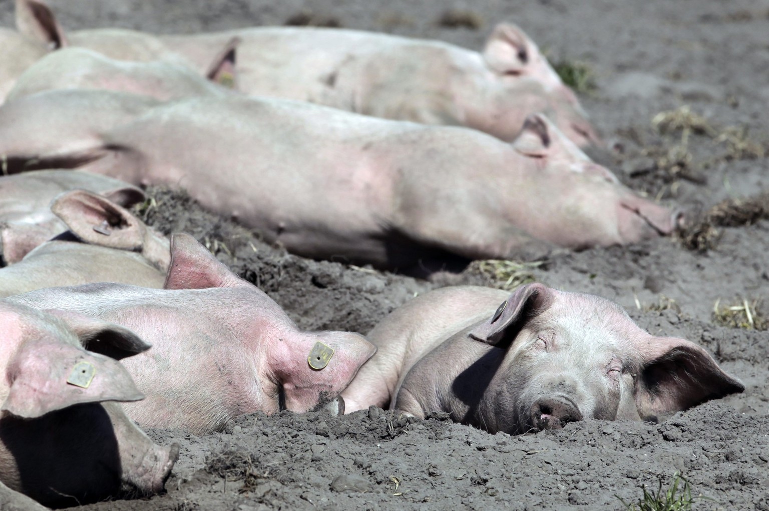 Schweine geniessen das schoene Pfingstwetter bei 24 Grad in Trimmis am Samstag, 22. Mai 2010. (KEYSTONE//Nicola Pitaro)