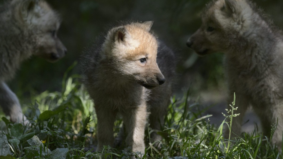 B-ndner-Wildhut-erlegt-Wolf-wegen-fehlender-Scheu