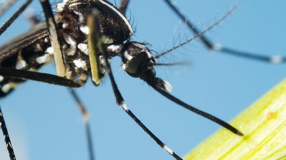 Asiatische Tigermücke, Aedes albopictus, Nahaufnahme