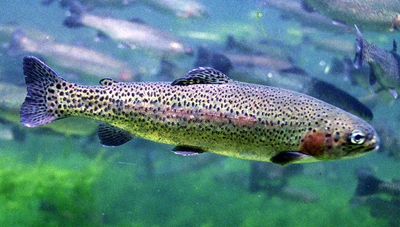 Regenbogenforelle Forelle rainbow trout