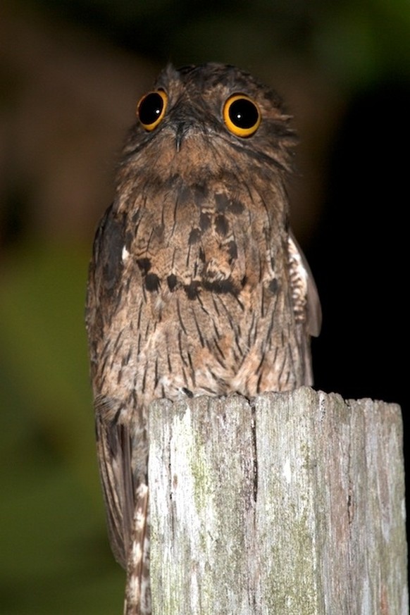 Potoo, Tagschläfer
https://imgur.com/gallery/zNIxJ