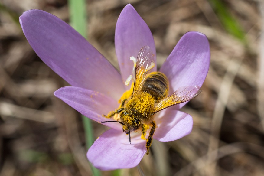 Wildbiene in Graubünden. Wildbienen sind wichtige Bestäuber.