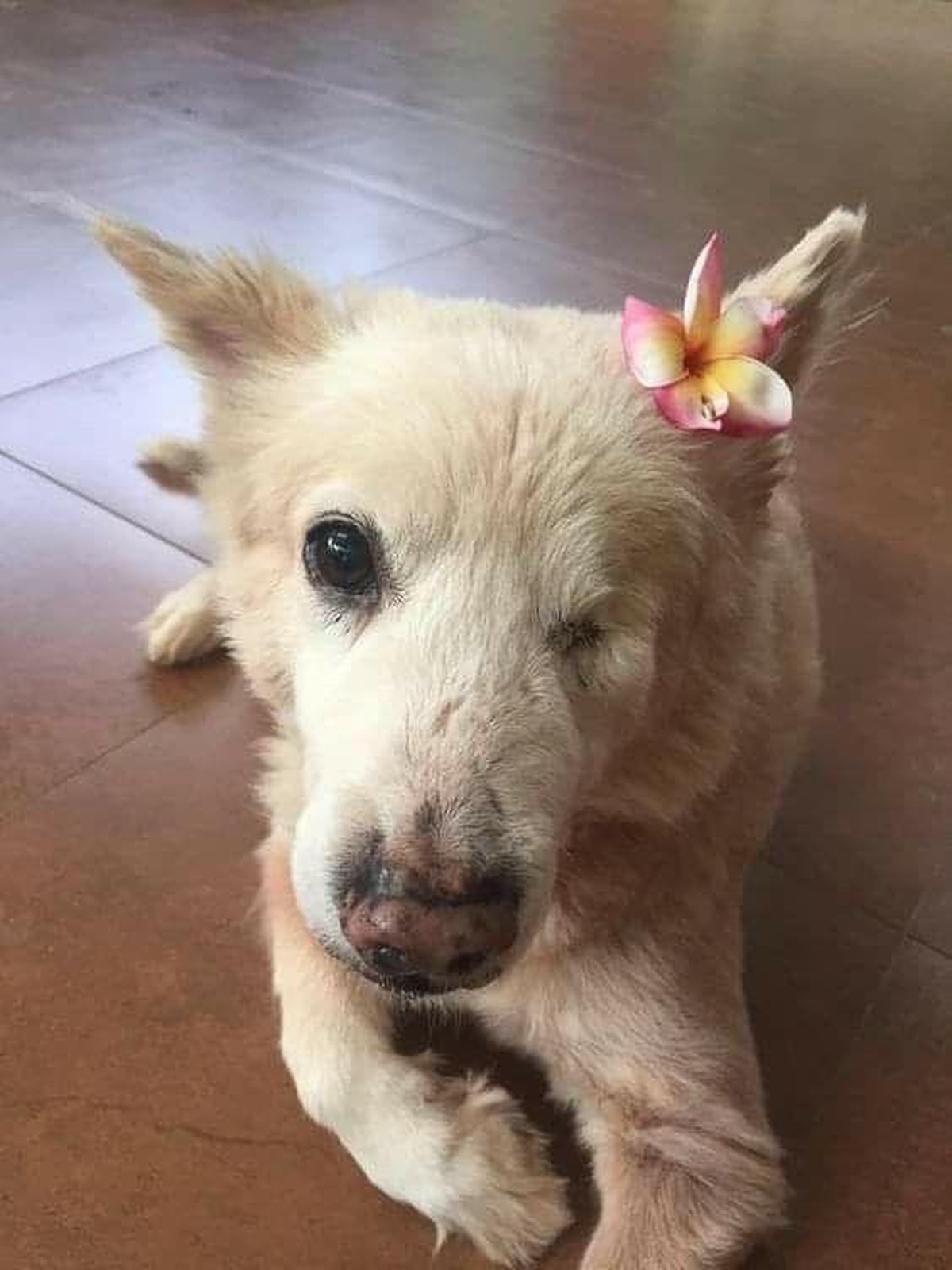 cute news tier hund

https://www.reddit.com/r/Cutedogsreddit/comments/1ils7zo/please_dont_scroll_without_typing_im_cute/