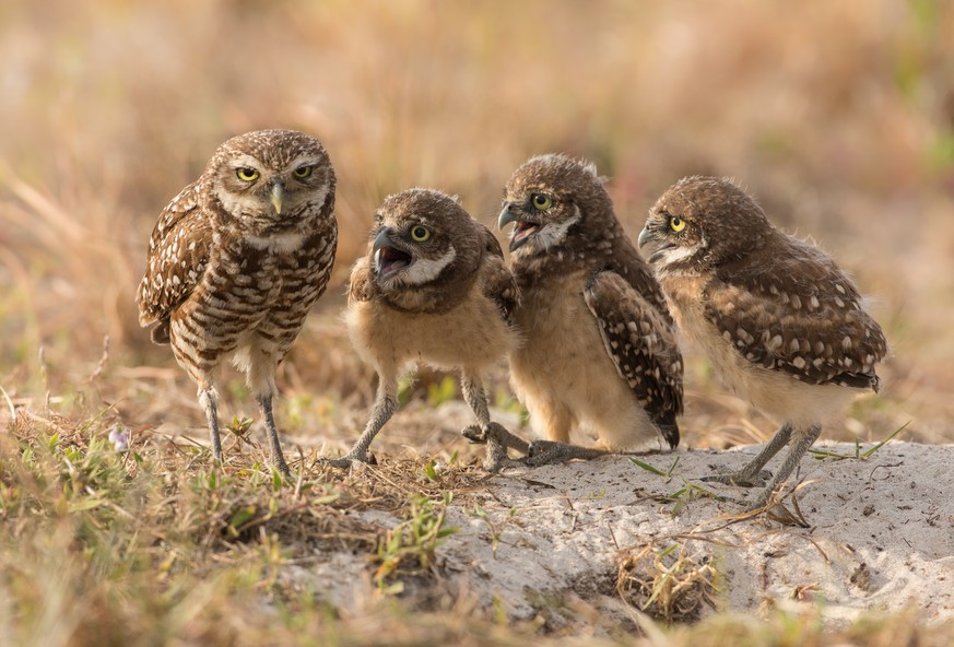 The Comedy Wildlife Photography Awards 2017
Barb D&#039;Arpino
Wasaga Beach
Canada

Title: MOM, MOM, MOM, MOM
Caption: MOM, MOM, MOM, MOM
Description: Female Burrowing Owl looking exhausted as four of ...