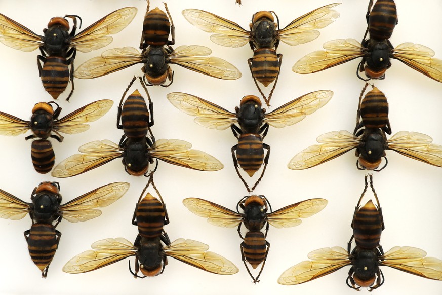 Asian giant hornets from Japan are shown in a display case at the Washington state Department of Agriculture, Monday, May 4, 2020, in Olympia, Wash. The insect, which has been found in Washington stat ...