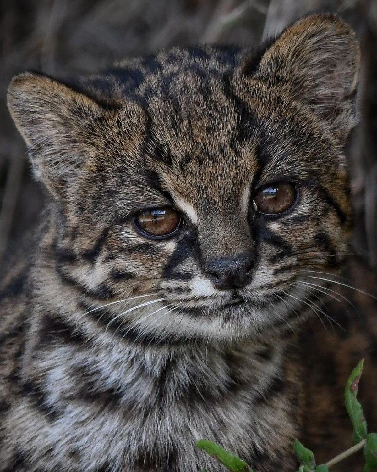 cute news tier chilenische wildkatze kodkod

https://www.instagram.com/p/C_4qN7gsE_Q/?img_index=6