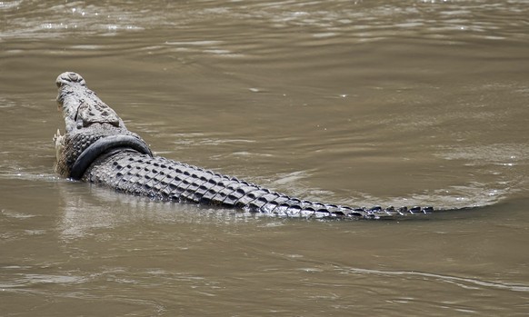 epa08180695 (FILE) - A crocodile swims with a motorcycle tire stuck around its neck in the Palu river in Palu, Indonesia, 14 January 2018 (issued on 31 January 2020). According to media reports, Indon ...