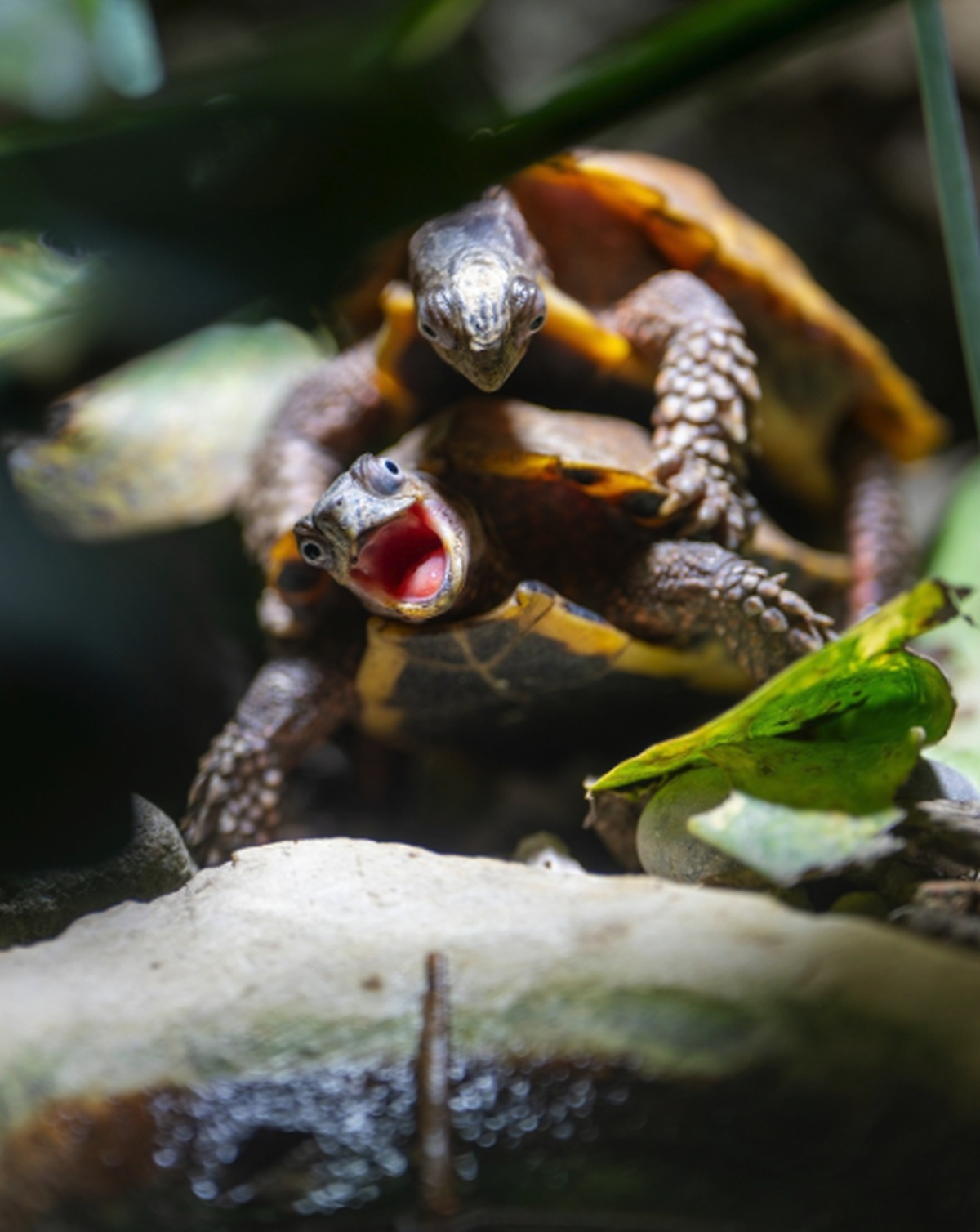 Schildkröten Zoo Zürich

https://www.instagram.com/p/DeKAIuGjvsa/?utm_source=ig_web_copy_link&amp;srtk=NTc4MTIwNjQ2YQ==