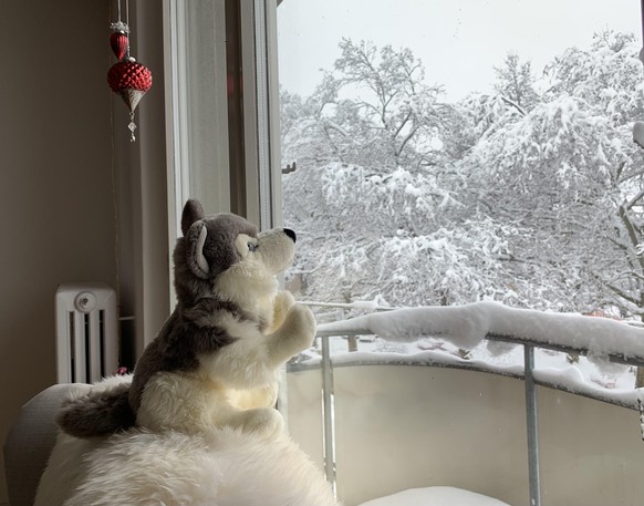 tel:
email: afra.berg@gmx.ch
Sehnsuchtsblick eines Huskys heute Morgen in Zürich
Von: Afra Berg