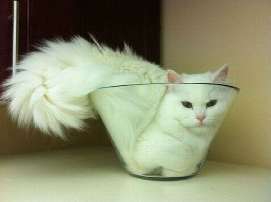 Katze im Glas: If it fits...I sits.
https://imgur.com/s7JtV