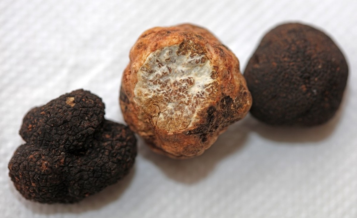 White and black truffles mushroom close up background botanical prints tuber magnatum aestivum family tuberaceae big size high quality pictures