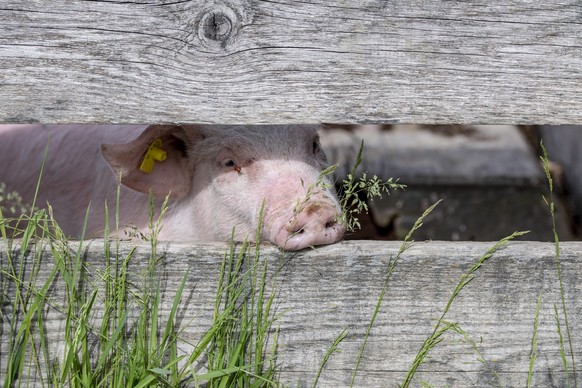 Ein Schwein im Freilichtmueseum Ballenberg bei Brienz am Freitag, 22. Mai 2020, nachdem das Mueseum am letzten Dienstag die Saisoneroeffnung feierte. (KEYSTONE/Urs Flueeler)