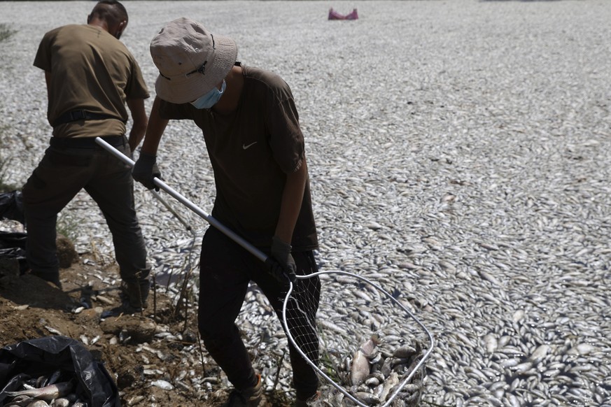 Workers collect dead fish from a river near the port city of Volos, central Greece, Thursday, Aug. 29, 2024, following a mass die-off linked to extreme climate fluctuations. (AP Photo/Vaggelis Kousior ...