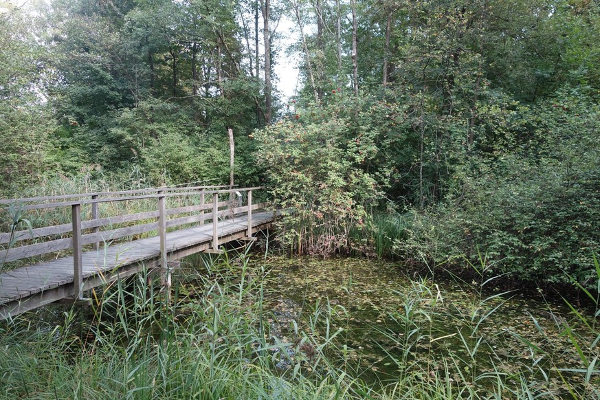 Zum Naturzentrum Thurauen gehört auch ein Erlebnispfad durch den Auenwald. RangerInnen informieren über Auengebiete, deren Flora und Fauna sowie über Projekte zur Renaturierung der wertvollen Landschaften.