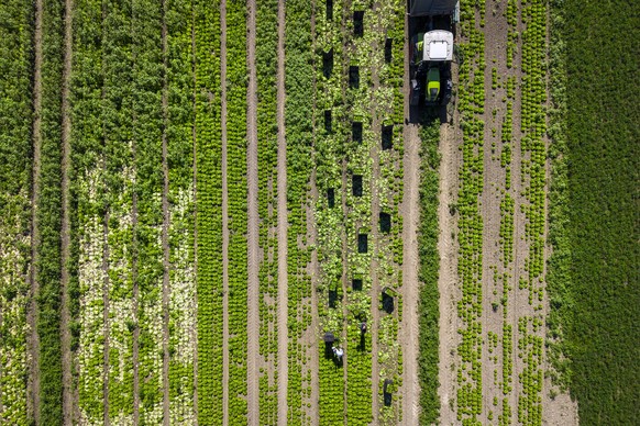 Arbeiter ernten Salat auf einem Feld in Zuerich Affoltern, am Freitag, 4. September 2026 in Zuerich.. (KEYSTONE/Michael Buholzer)
