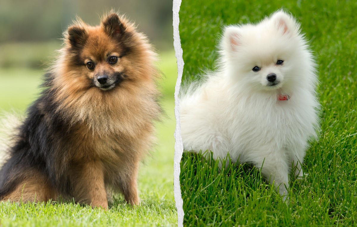 Deux spitz nains ont été tués à Neuchâtel.