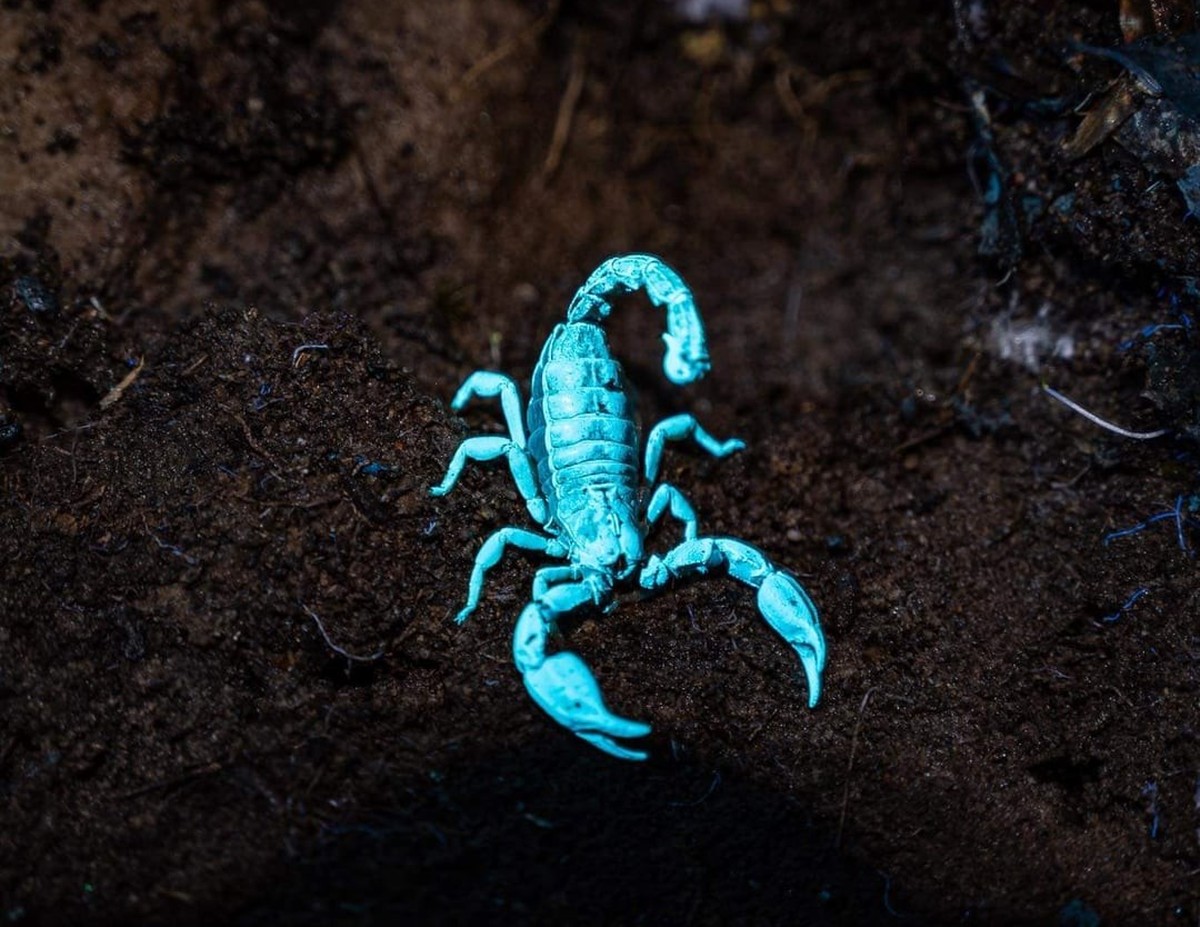 Skorpion unter UV-Licht

https://www.reddit.com/r/NatureIsFuckingLit/comments/vcsrzg/so_my_boss_used_and_uv_light_on_the_scorpions/
