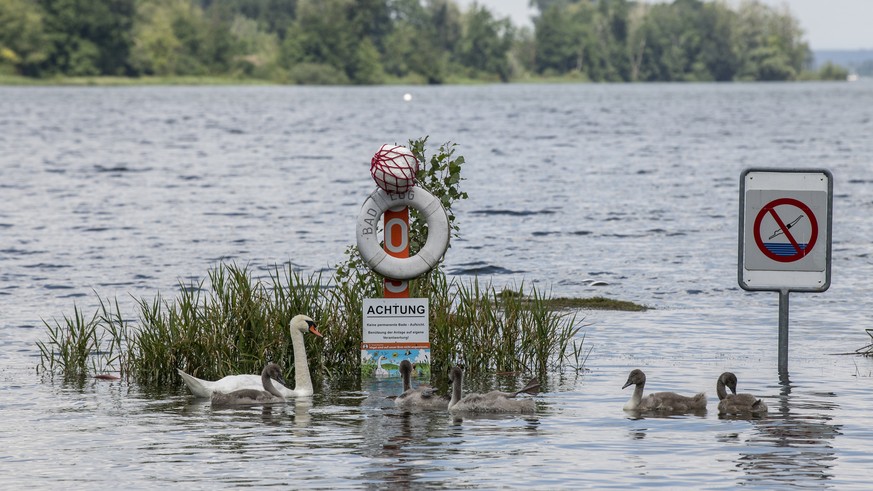 Ein Schwan schwimmt mit seinen Jungen auf dem sonst trockenen Teil der Seebadi Egg, aufgenommen am Sonntag, 18. Juli 2021 in Hinteregg. Aufgrund der heftigen Regenfaelle ist der Greifensee ueber die U ...