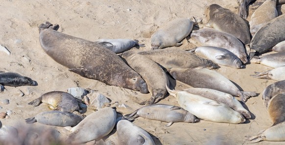 Elephant Seals Resting on a Remote Beach, Elephant Seals Resting on a Remote Beach in Point Reyes National Seshore in California, Elephant Seals Resting on a Remote Beach in Point Reyes National Sesho ...