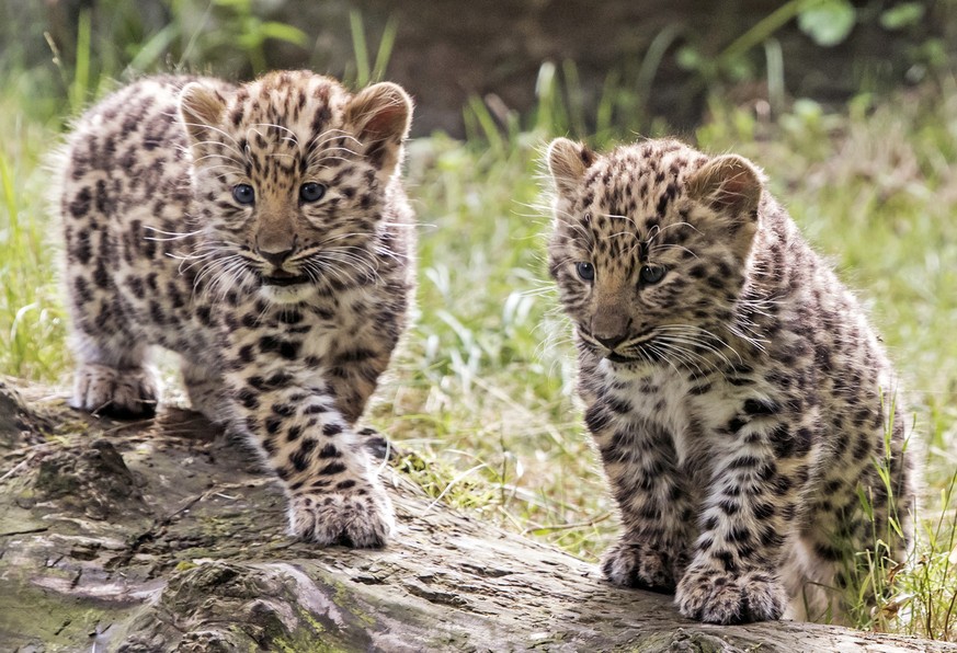 Male Amur leopard cubs (Panthera pardus orientalis), also known as the Manchurian leopard, explore their enclosure in the zoo in Leipzig, Germany, Tuesday, June 27, 2017. The leopards born on April 22 ...
