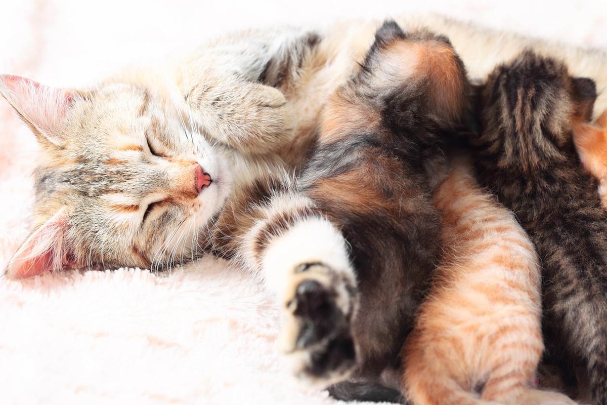 Katze säugt junge Kätzchen